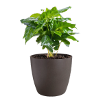 the coffee collection rond 14cm espresso bruin